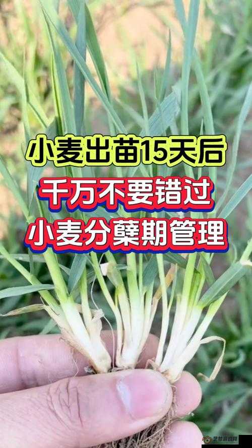 我的文明小麦速收秘籍，高效种植与收获攻略